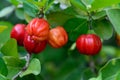 Acerola cherry fruits  hanging on tree Royalty Free Stock Photo