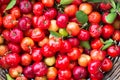 Acerola cherry