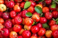 Acerola cherry Royalty Free Stock Photo