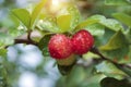 Acerola cherry on the tree with water drop, High vitamin C and antioxidant fruits. Royalty Free Stock Photo