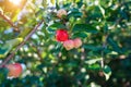 Acerola cherry on the tree with water drop, High vitamin C and antioxidant fruits. Fresh organic Acerola cherry on the tree Royalty Free Stock Photo