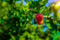 Acerola cherry on the tree with water drop, High vitamin C and antioxidant fruits. Fresh organic Acerola cherry on the tree Royalty Free Stock Photo