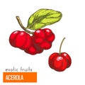 Acerola. Color vector illustration.