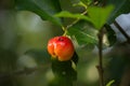 Ant walking on acerola