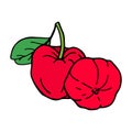 Acerola fruit. Barbados cherry. Hand drawn vector outline Royalty Free Stock Photo