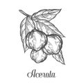 Acerola fruit, barbados cherry. Superfood organic american berry. Hand drawn vector sketch engraved illustration. Black acerola is