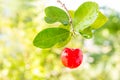 Acerola fruit