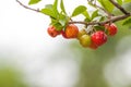 Acerola fruit hanging from branches