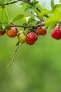 Acerola fruit hanging from branches