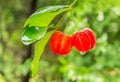 Acerola fruit