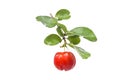 Acerola fruit