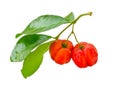 Acerola fruit