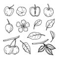 Acerola fruit and leaves. Barbados cherry. Hand drawn vector outline Royalty Free Stock Photo