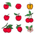 Acerola fruit and leaves drawing set. Barbados cherry. Royalty Free Stock Photo