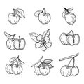 Acerola fruit set. Barbados cherry. Hand draw. Royalty Free Stock Photo