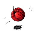 Acerola fruit vector drawing. Barbados cherry sketch.