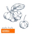 Acerola. Hand drawn vector illustration