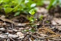 Acerola plant in fertile soil. Growing naturally. Concept of cultivation and planting of seeds, newborn or forest