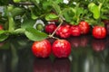 Acerola twig in black background