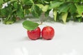 Acerola twig in white background