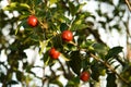 Acerola fruits in tree Royalty Free Stock Photo