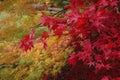 Acers in autumn colours at Westonbirt Arboretum