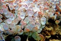 Acetabularia mediterranea - The Mediterranean sea algae