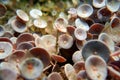 Acetabularia mediterranea - The Mediterranean sea algae