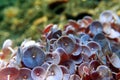 Acetabularia mediterranea - The Mediterranean sea algae