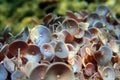 Acetabularia mediterranea - The Mediterranean sea algae