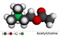 Acetylcholine, ACh molecule. It is parasympathomimetic neurotransmitter, vasodilator agent, hormone, human metabolite. Molecular