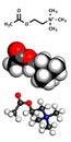 Acetylcholine (ACh) neurotransmitter, molecular model