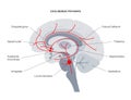 Acetylcholine cholinergic pathway