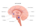 Acetylcholine cholinergic pathway Royalty Free Stock Photo