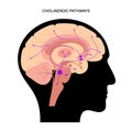 Acetylcholine cholinergic pathway