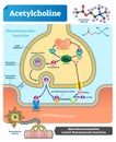 Acetylcholine vector illustration. Labeled scheme with neurotransmitter. Royalty Free Stock Photo