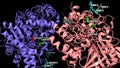 Structure of human acetylcholinesterase in complex with poison ELT (red) and antidote HI-6 (green)