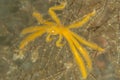 Achaeus japonicus, known as the orang-utan crab in Pulau Weh