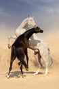 Achal-teke horse fight Royalty Free Stock Photo