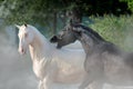 Achal-teke horses play