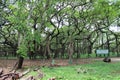 View of the great banyan tree inside Acharya Jagadish Chandra Bose Indian Botanic Garden, Shibpur