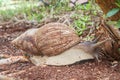 Achatina fulica - the giant African land snail creeping on soil.