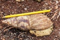 Achatina fulica - the giant African land snail Royalty Free Stock Photo