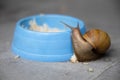 Achatina fulica or giant African snail is large land snail.