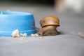 Achatina fulica or giant African snail is large land snail.