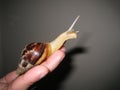 Achatina Fulica. Gigant African snail 2