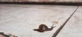 Achatina fulica. in Indonesia, we call this animal the land snail. is struggling to reach the goal.