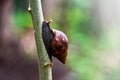 Achatina fulica Originally from East Africa Royalty Free Stock Photo