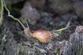 Achatina fulica snail climbing on the tree root Royalty Free Stock Photo