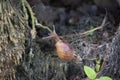 Achatina fulica snail climbing on the tree root Royalty Free Stock Photo